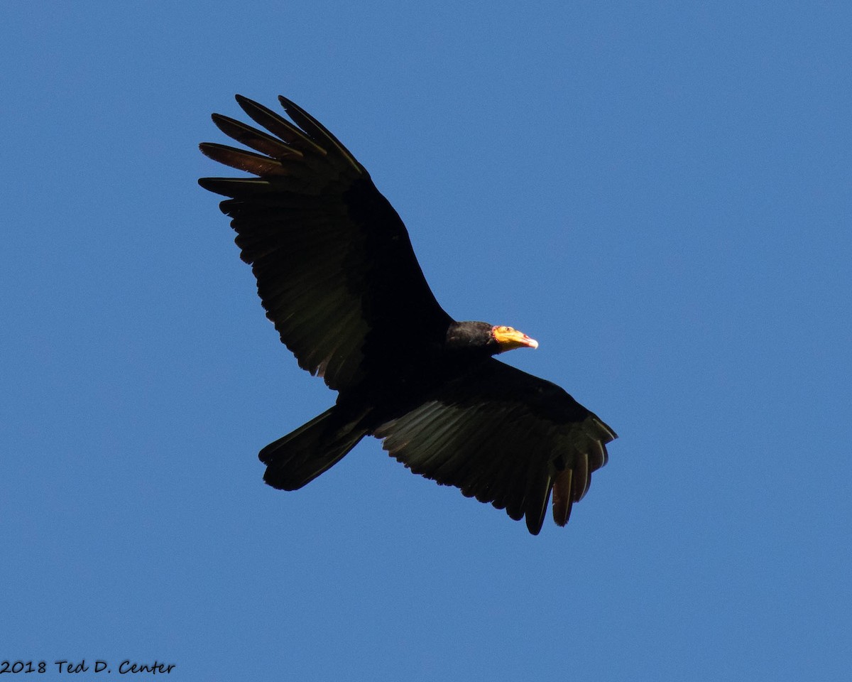 Greater Yellow-headed Vulture - Ted Center