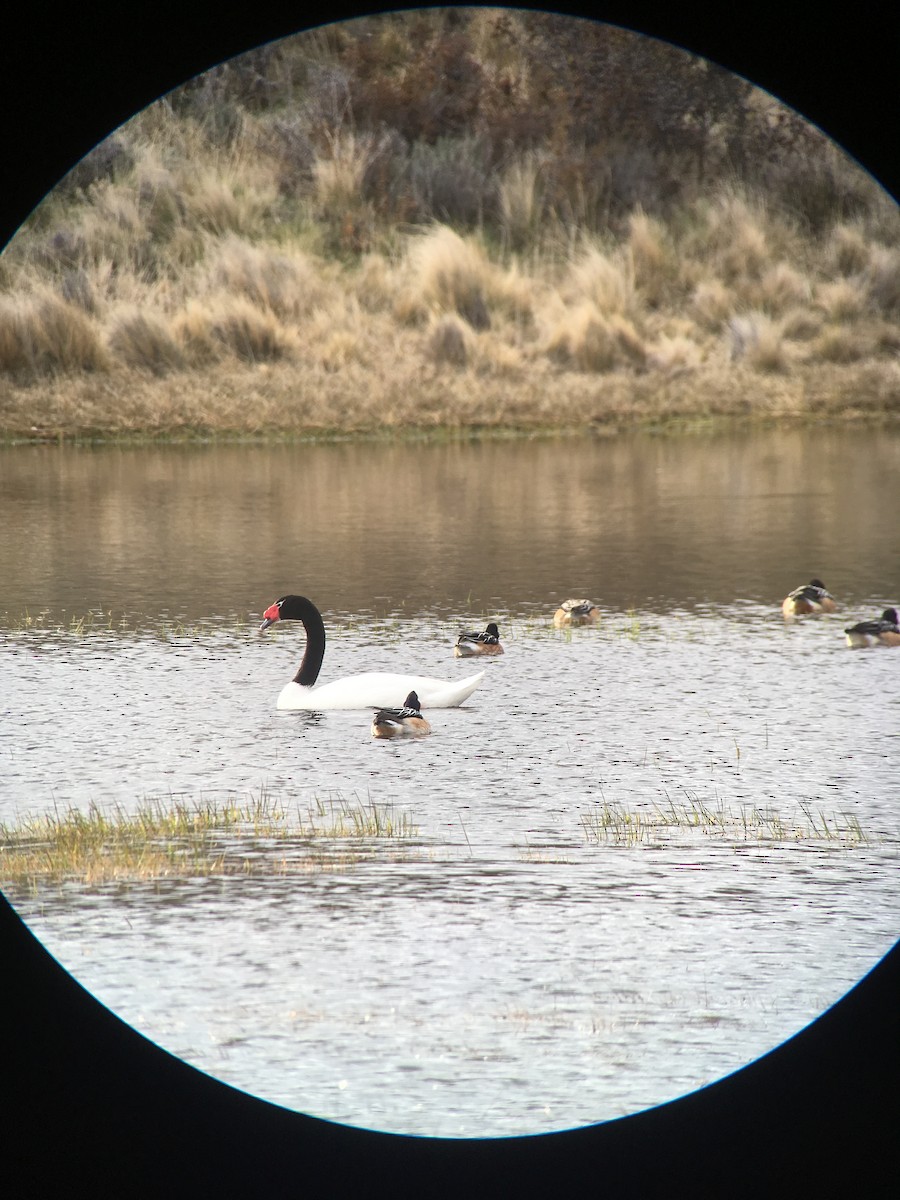 Black-necked Swan - ML127604451