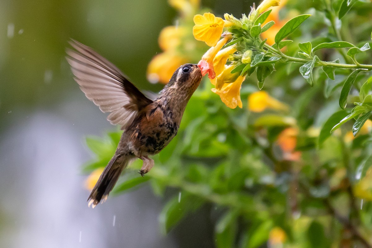 Speckled Hummingbird - Chris S. Wood