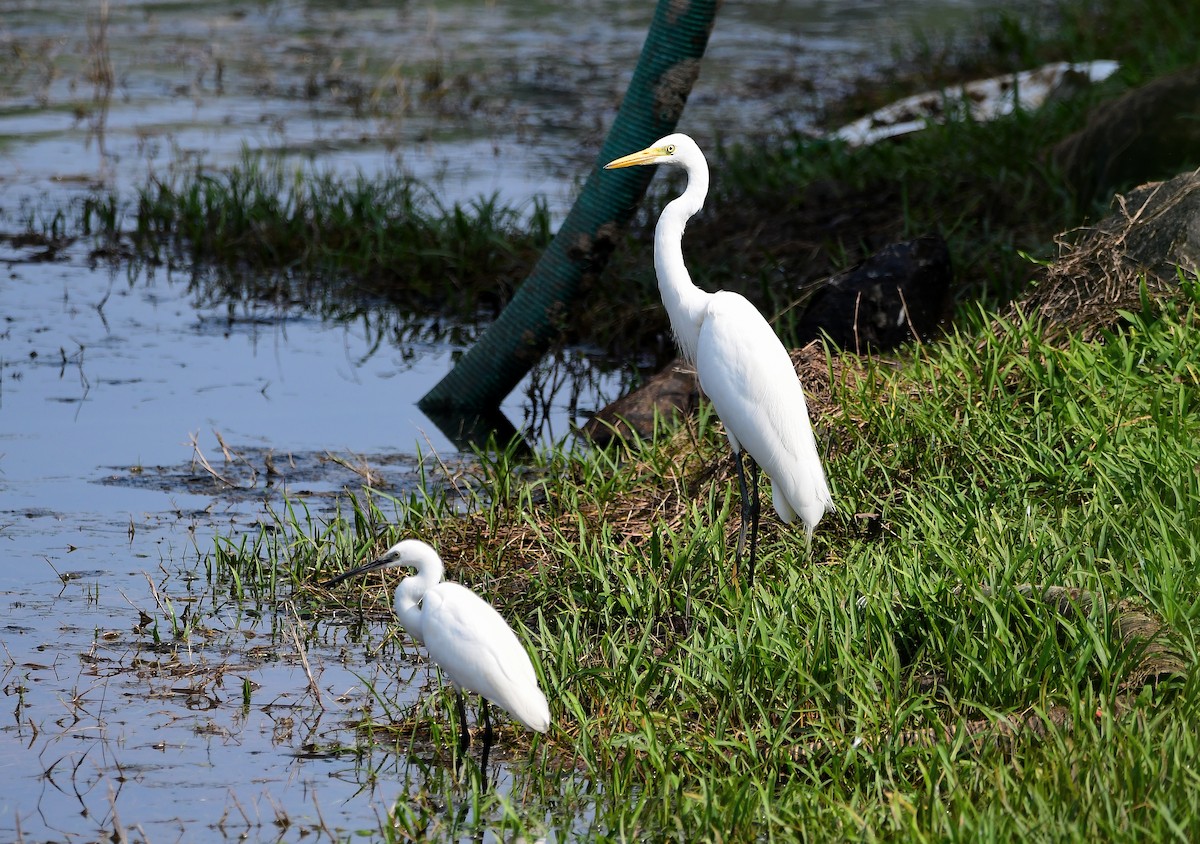 Medium Egret - HG Prashanthakumar