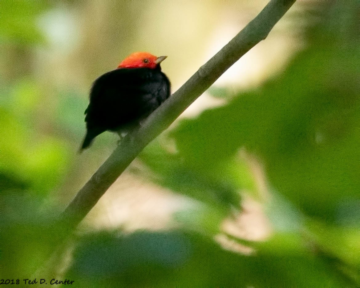 Red-headed Manakin - Ted Center