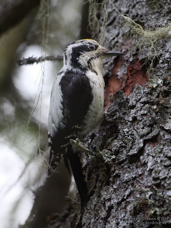 Eurasian Three-toed Woodpecker - Lasse Olsson