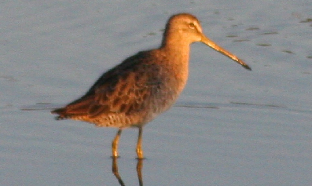 Long-billed Dowitcher - ML127608631