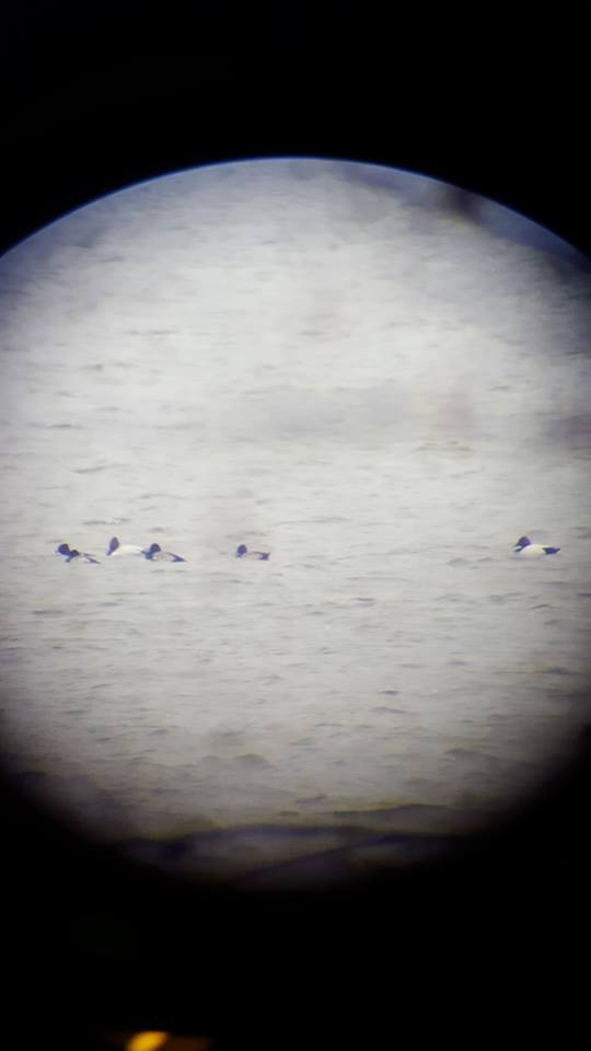 Greater Scaup - ML127613731