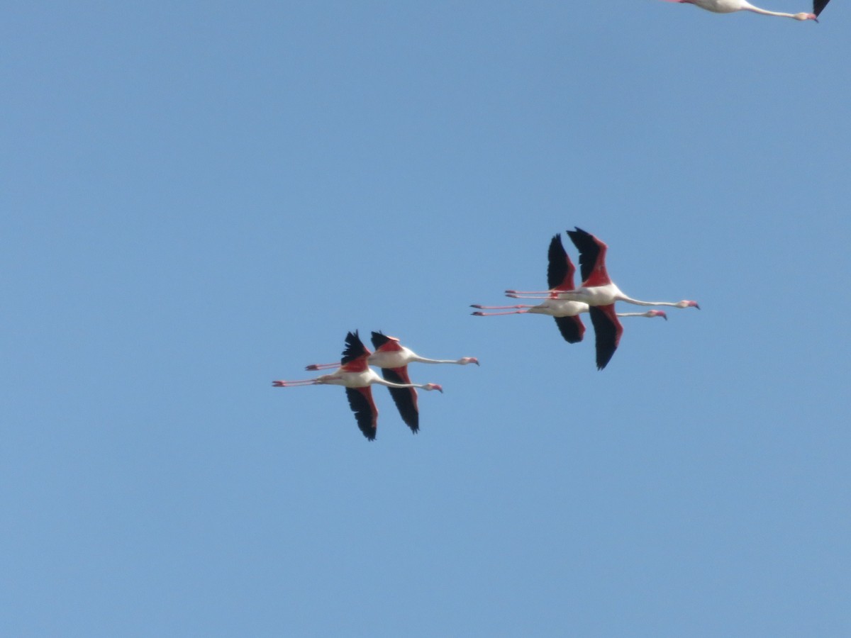 Greater Flamingo - David Santamaría Urbano
