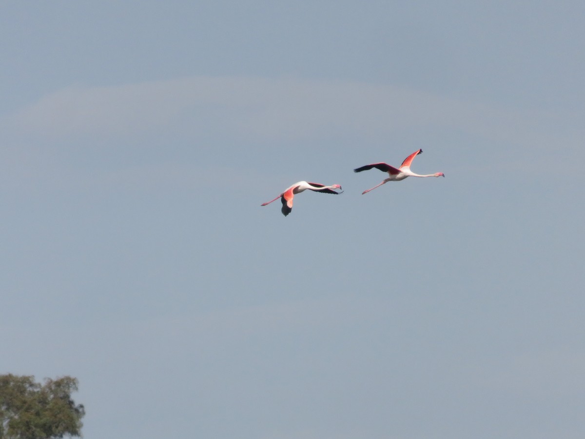 Greater Flamingo - ML127616141