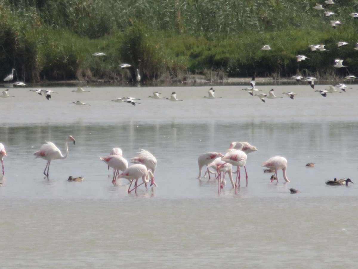 Greater Flamingo - ML127616421