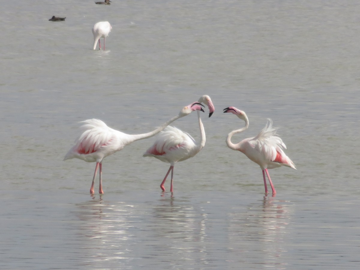 Greater Flamingo - ML127616431