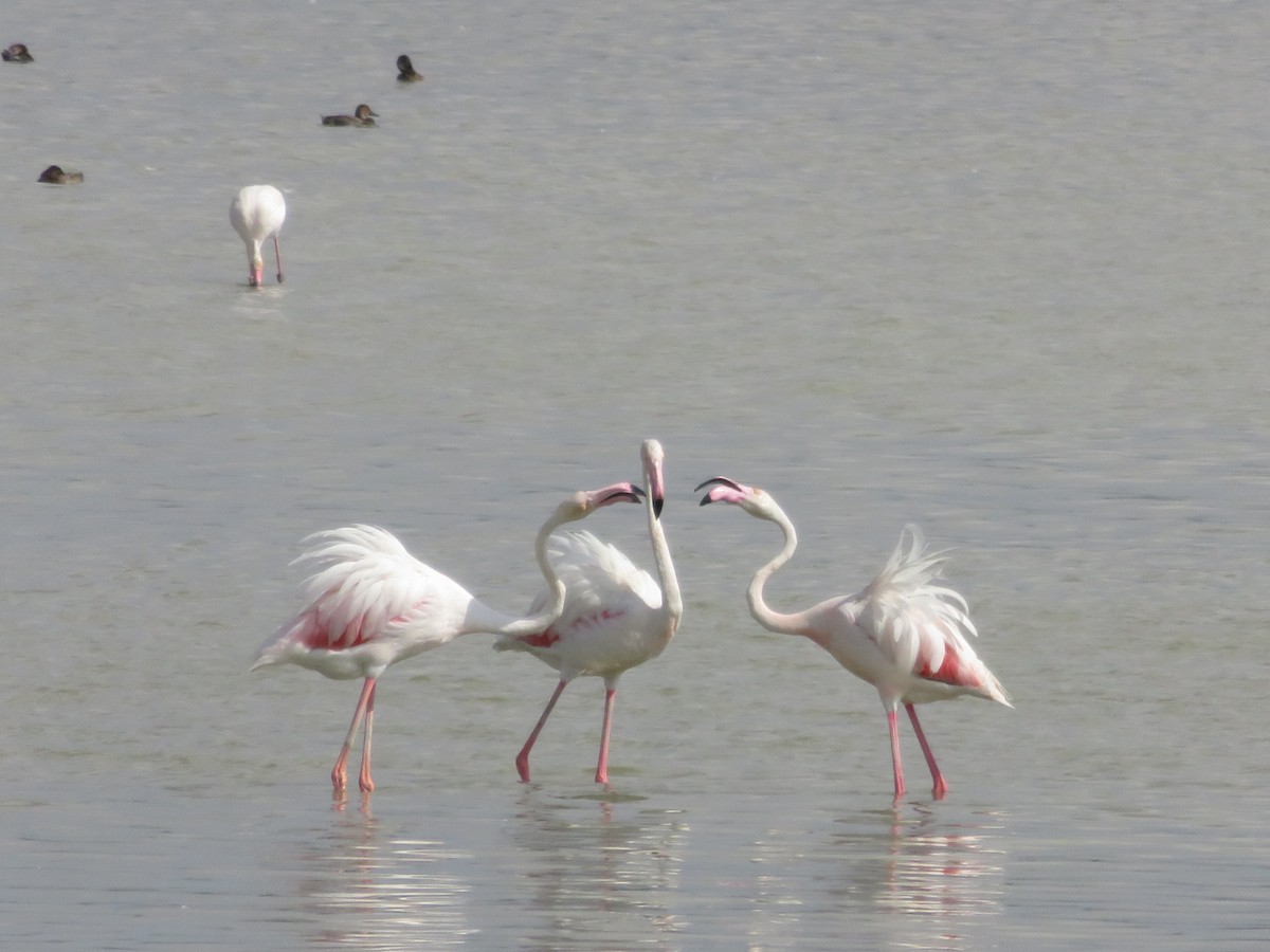 Greater Flamingo - ML127616491