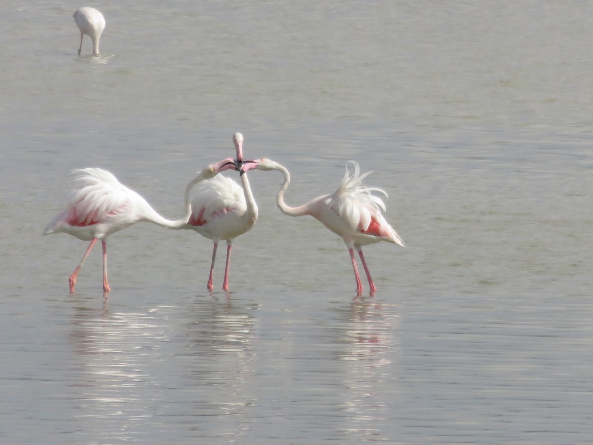 Greater Flamingo - ML127616561