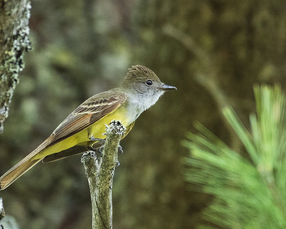 Great Crested Flycatcher - ML127621131