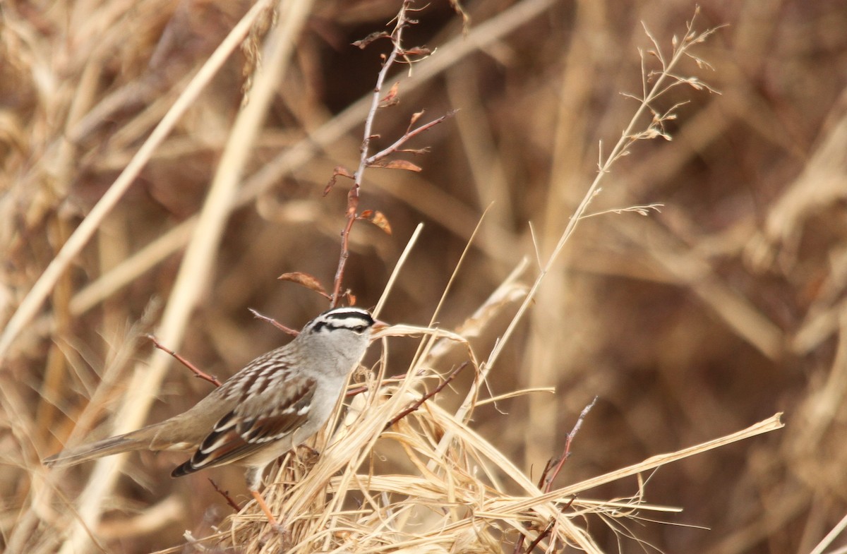 White-crowned Sparrow - John Pike