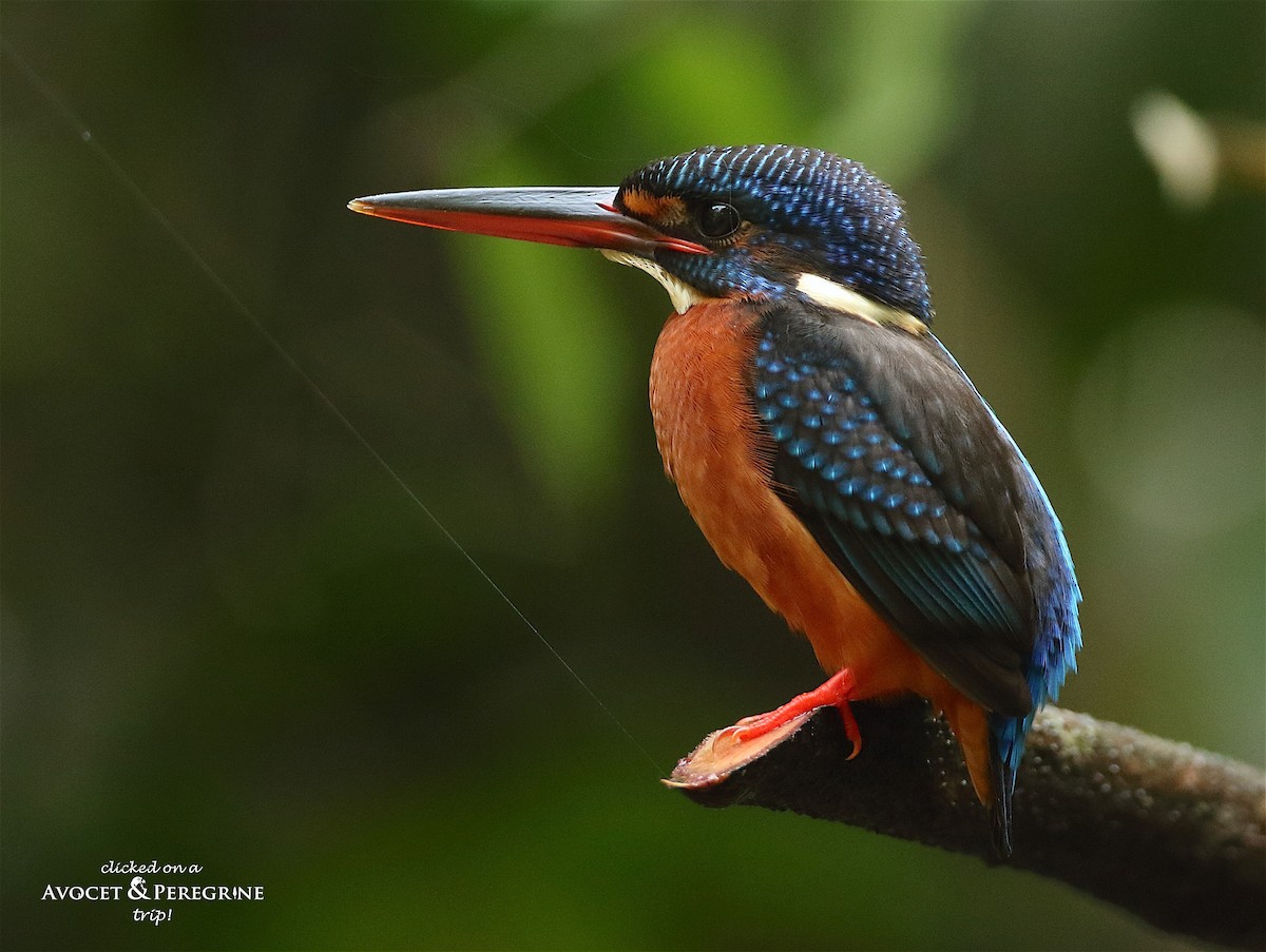 Blue-eared Kingfisher - ML127624301