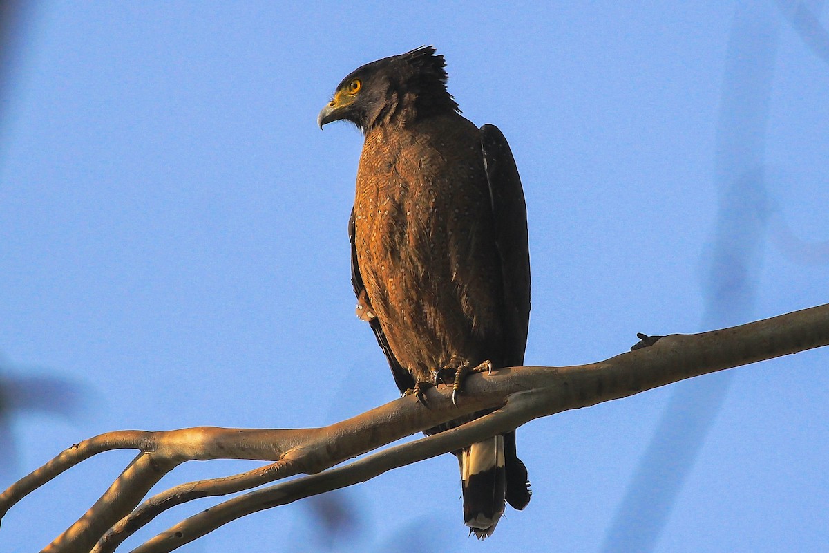 Crested Serpent-Eagle - ML127625441