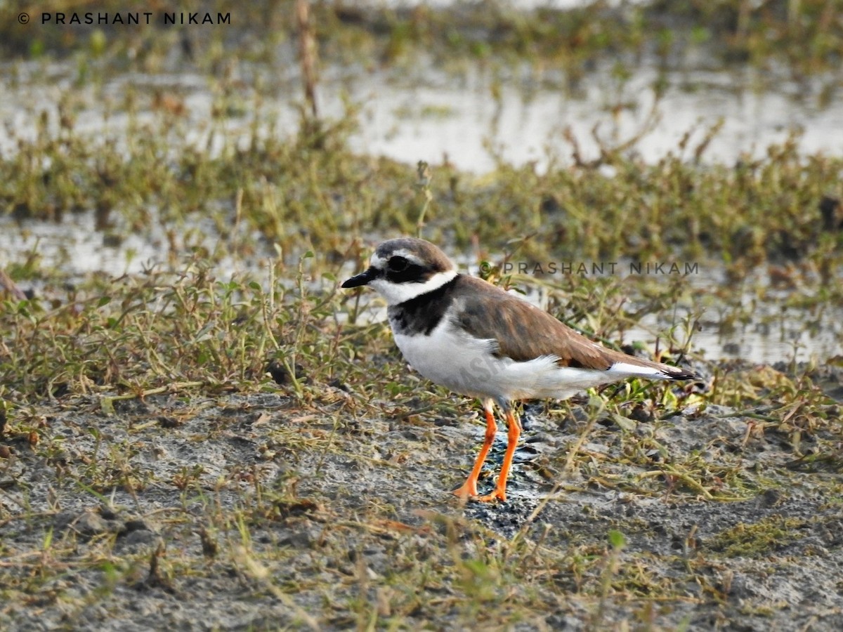 Common Ringed Plover - ML127627071
