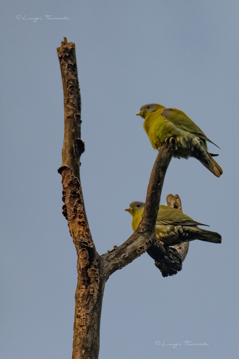 Yellow-footed Green-Pigeon - ML127628161