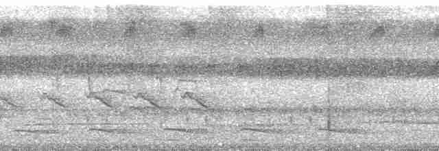 Viréon à plastron (griseiventris/aemulus) - ML127630