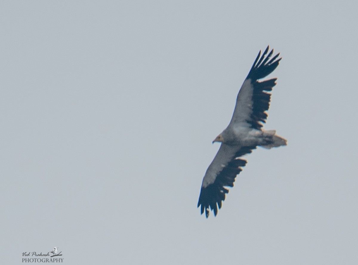 Egyptian Vulture - Ved Prakash