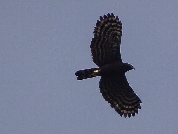 Black Hawk-Eagle - Mario Córdoba H.
