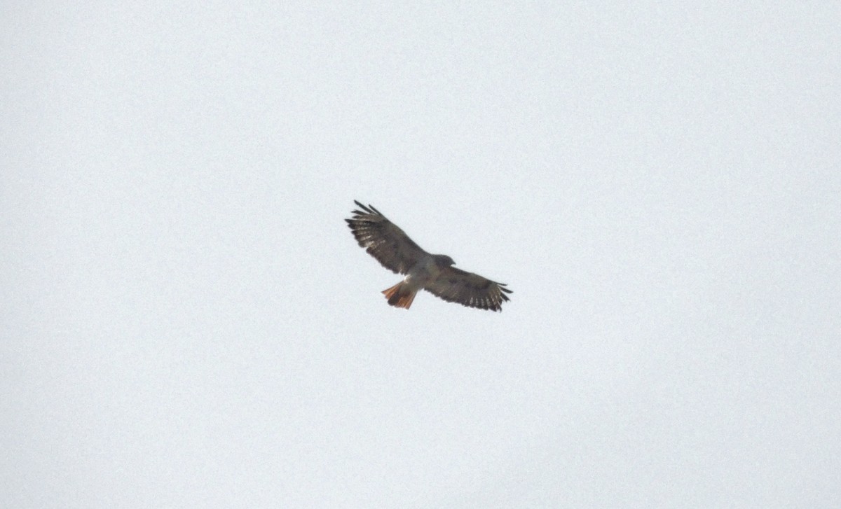 Red-tailed Hawk - Noam Markus