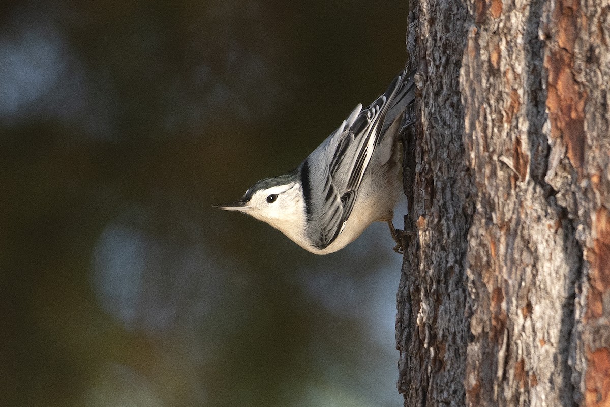 White-breasted Nuthatch - ML127638261