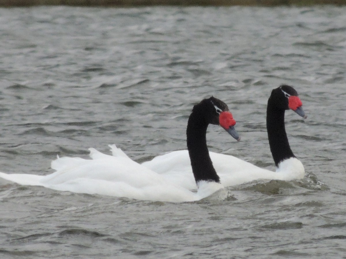 Black-necked Swan - ML127639641