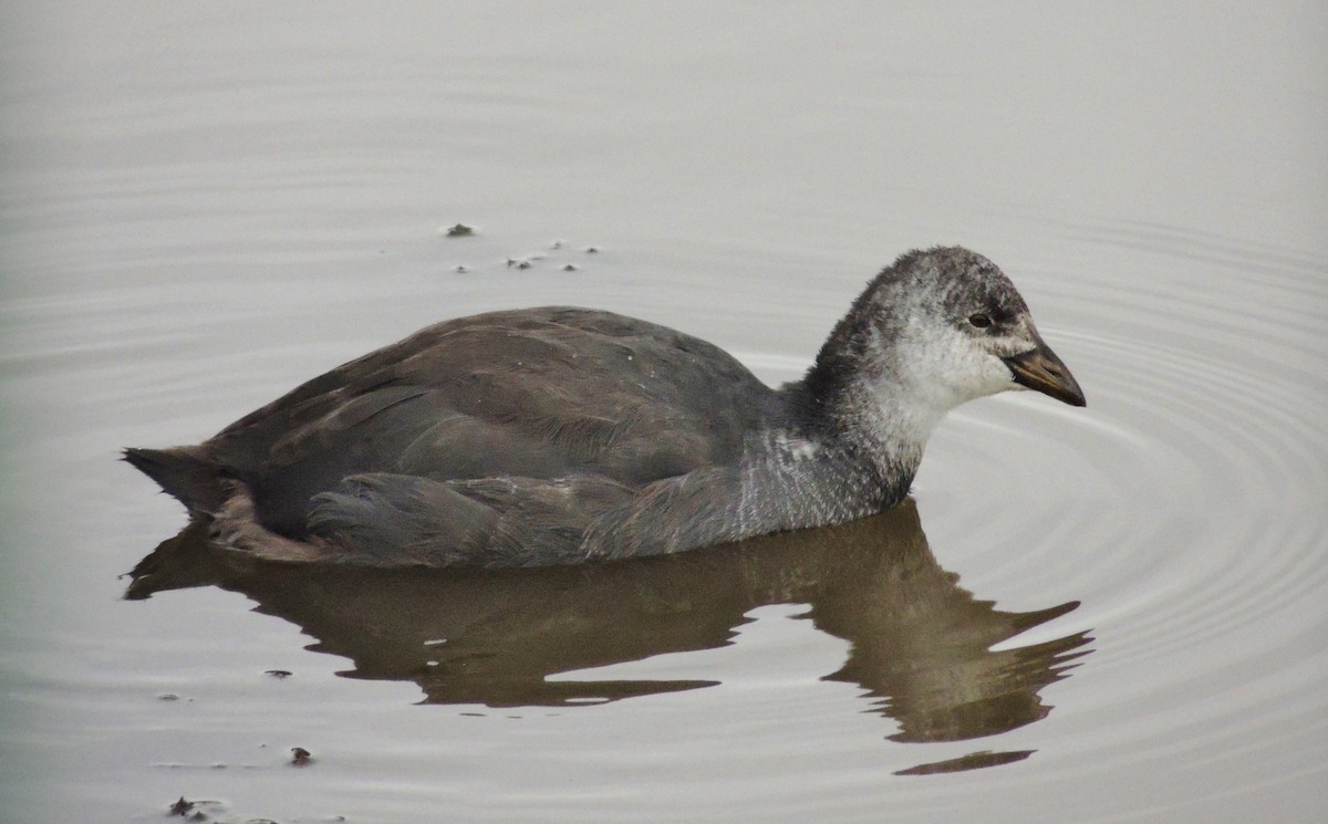 Red-gartered Coot - ML127639861