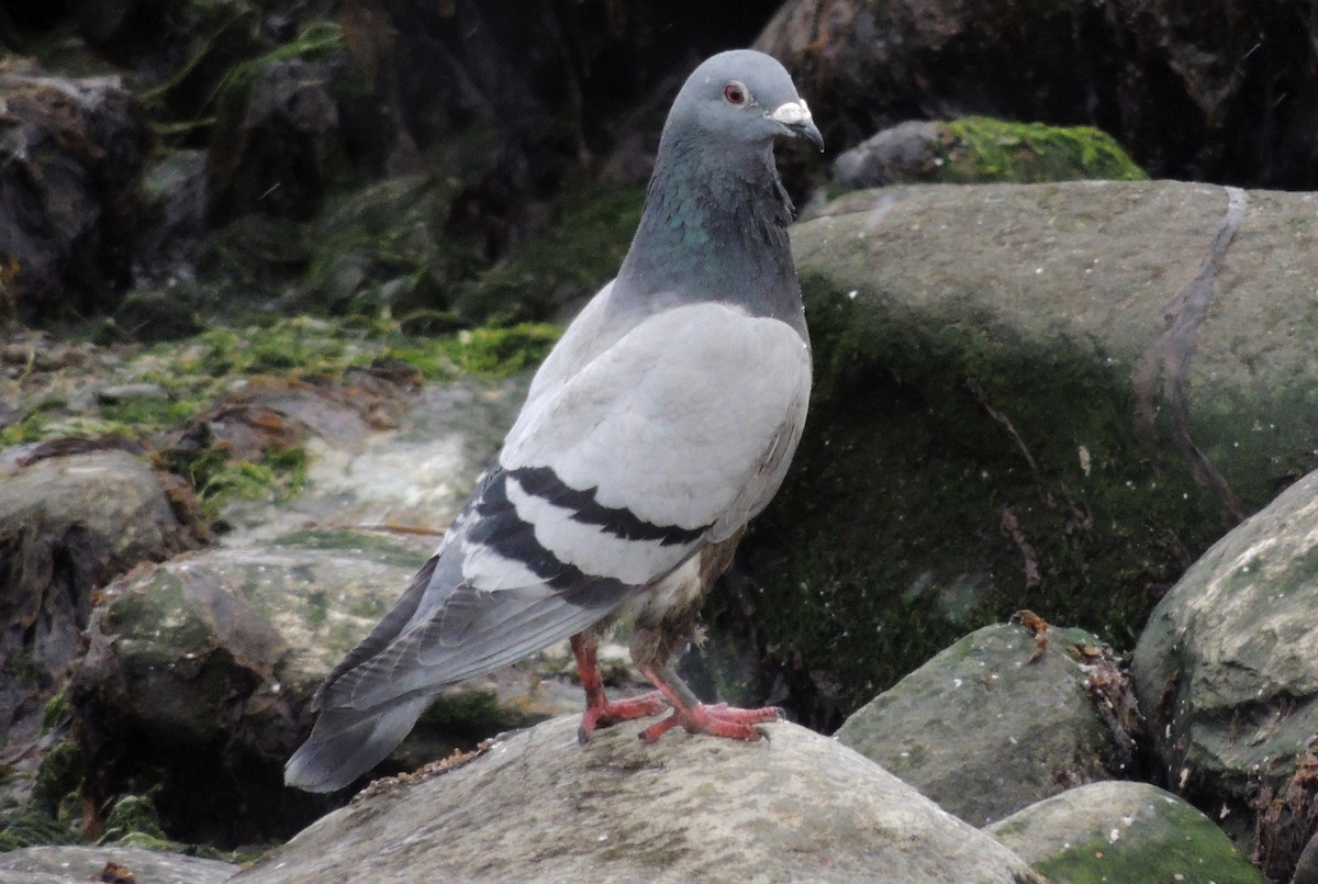 Rock Pigeon (Feral Pigeon) - ML127642051