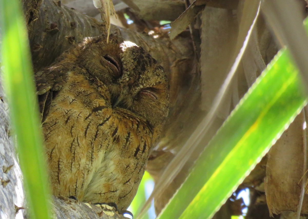 Madagascar Scops-Owl (Torotoroka) - Thomas Hinnebusch