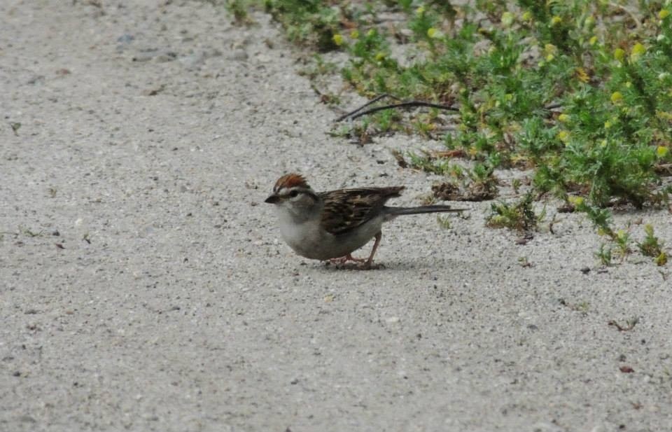Chipping Sparrow - Noam Markus