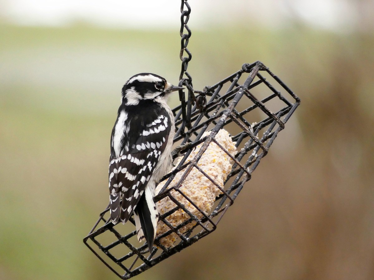 Downy Woodpecker (Eastern) - Cathy Pondelicek