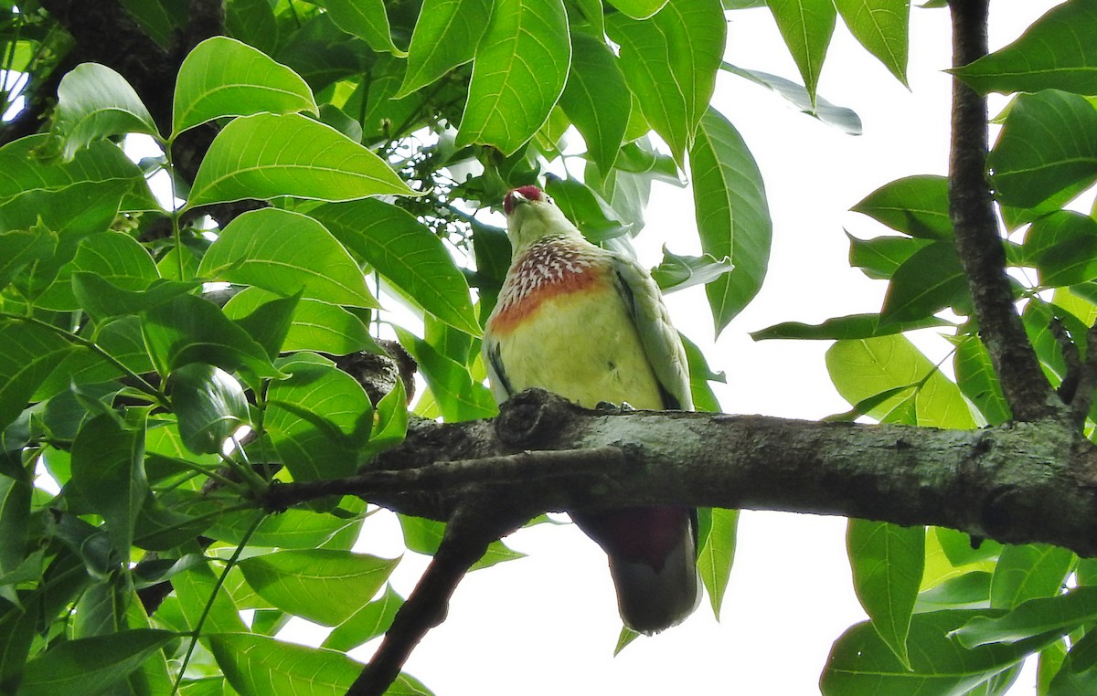 Many-colored Fruit-Dove - ML127648201