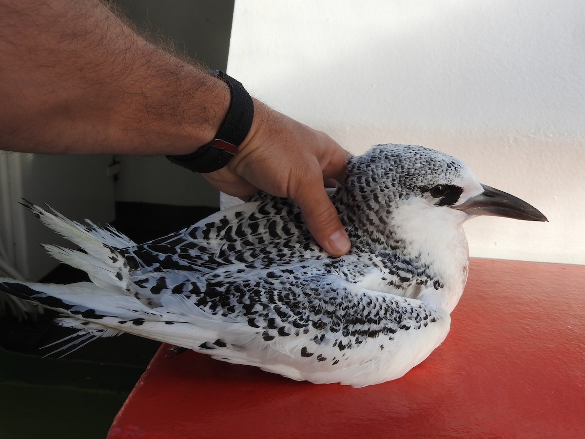 Red-tailed Tropicbird - ML127649341