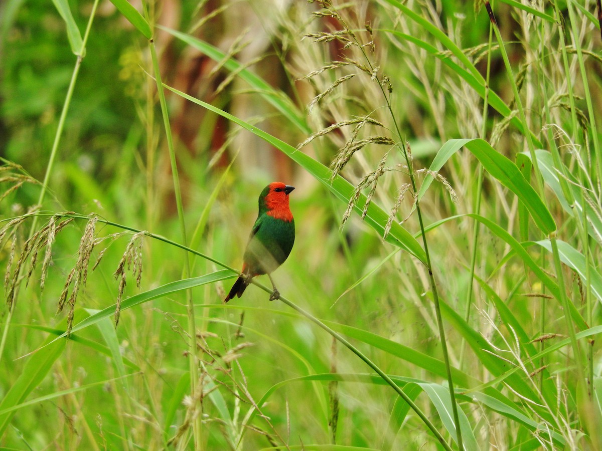 Red-throated Parrotfinch - ML127649381
