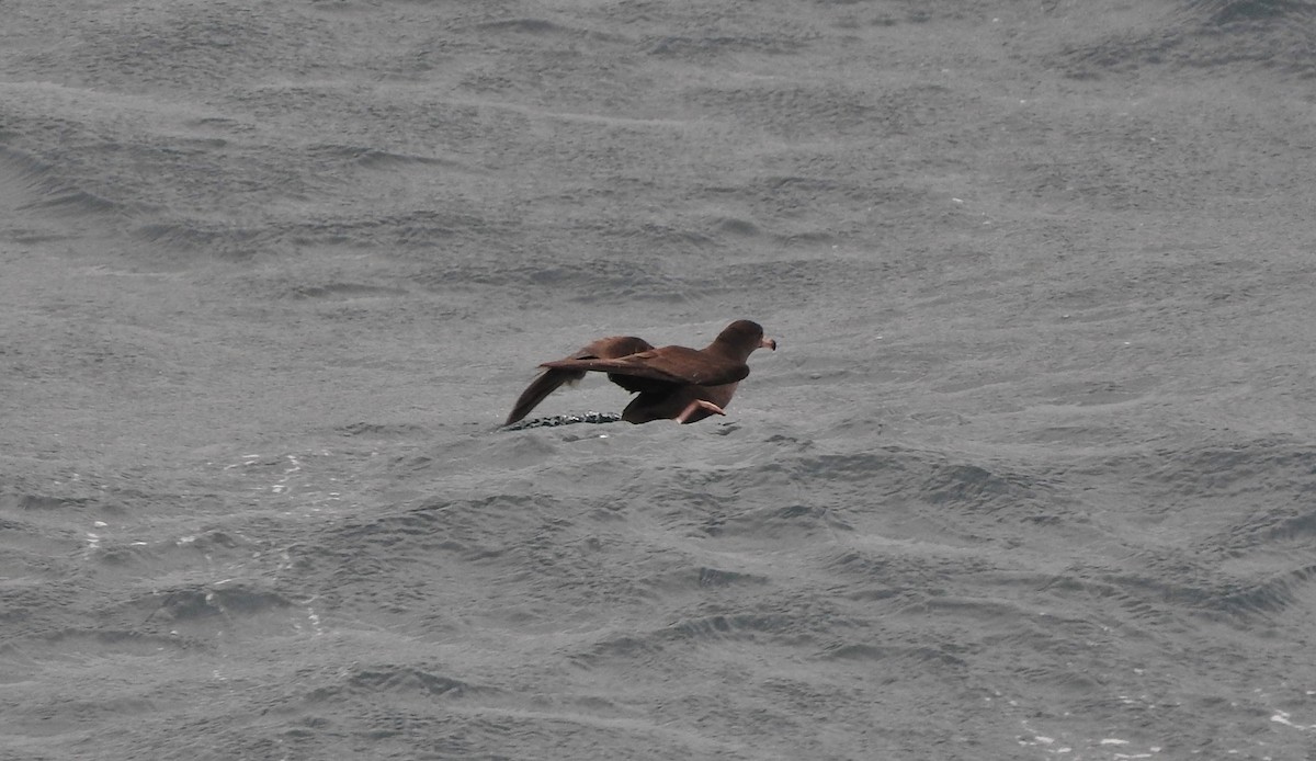 Flesh-footed Shearwater - ML127651451