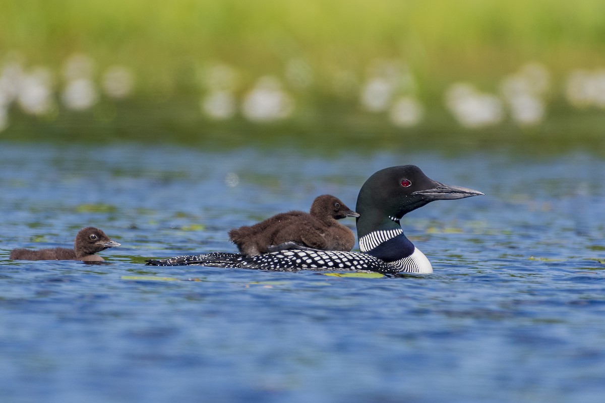 Common Loon - Keith Kennedy