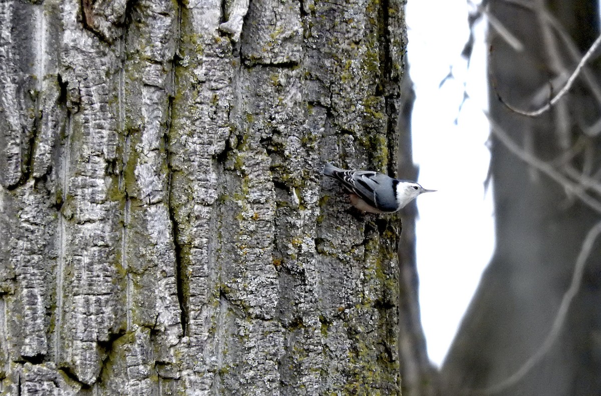 White-breasted Nuthatch - Noam Markus