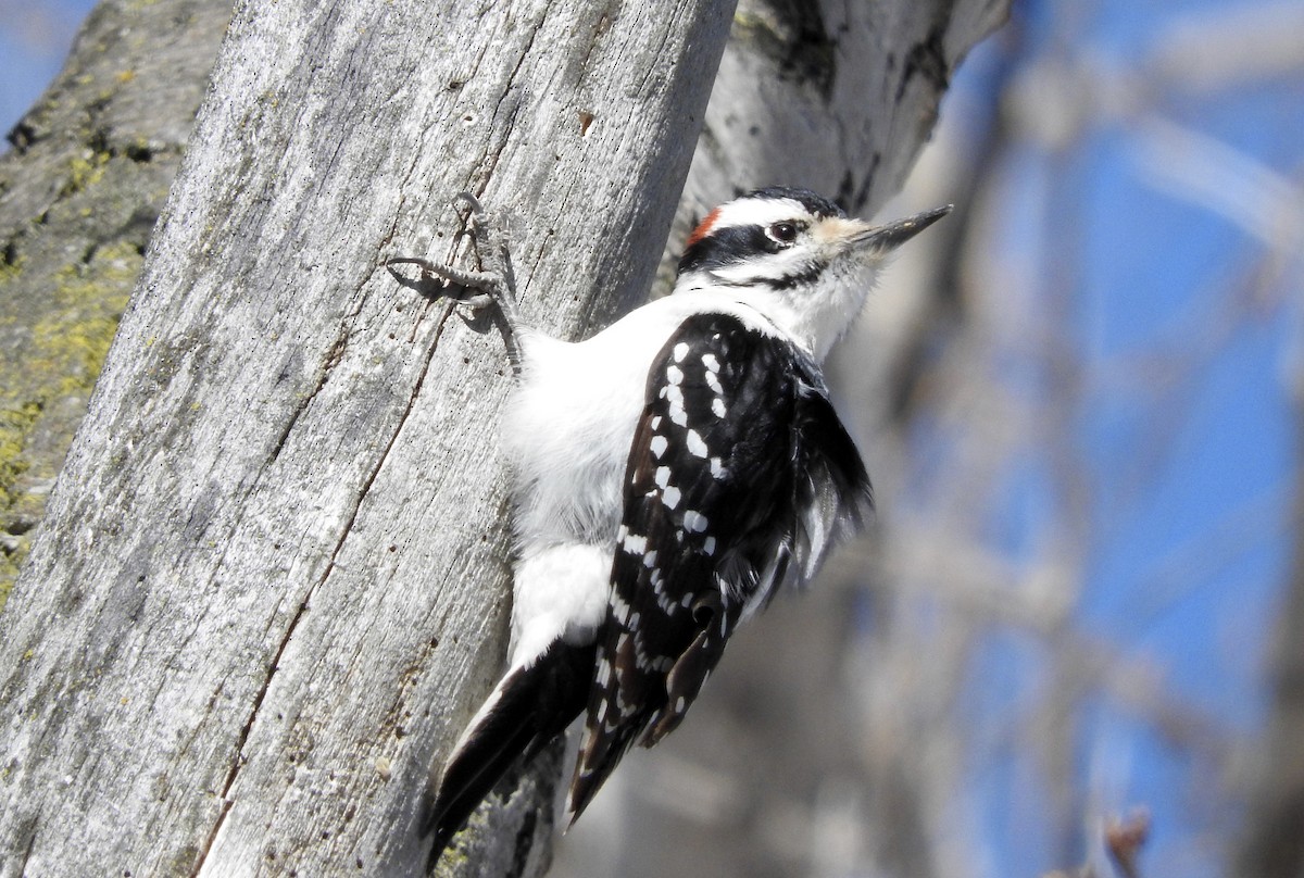 Hairy Woodpecker (Eastern) - ML127656521
