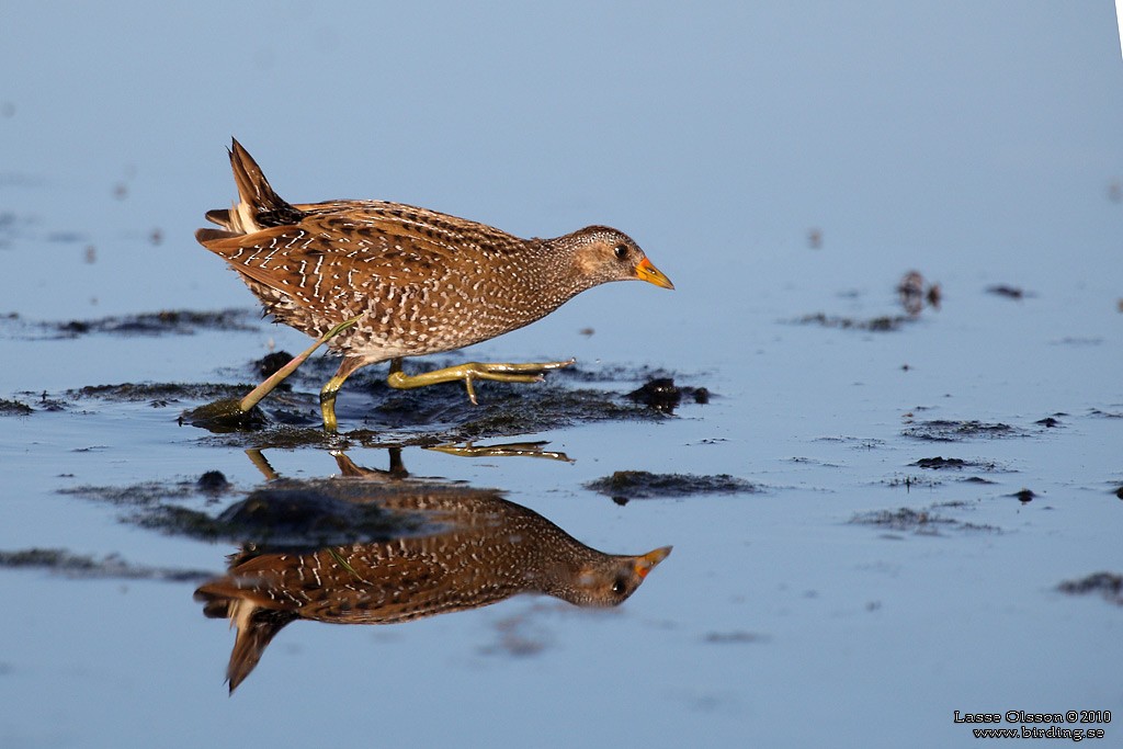 Spotted Crake - ML127663661