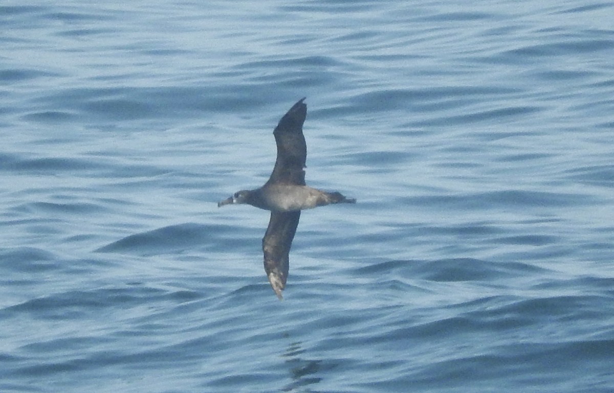 Black-footed Albatross - Noam Markus