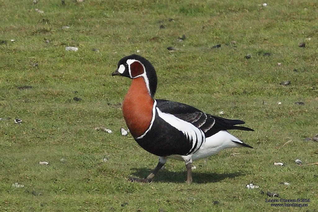 Red-breasted Goose - Lasse Olsson