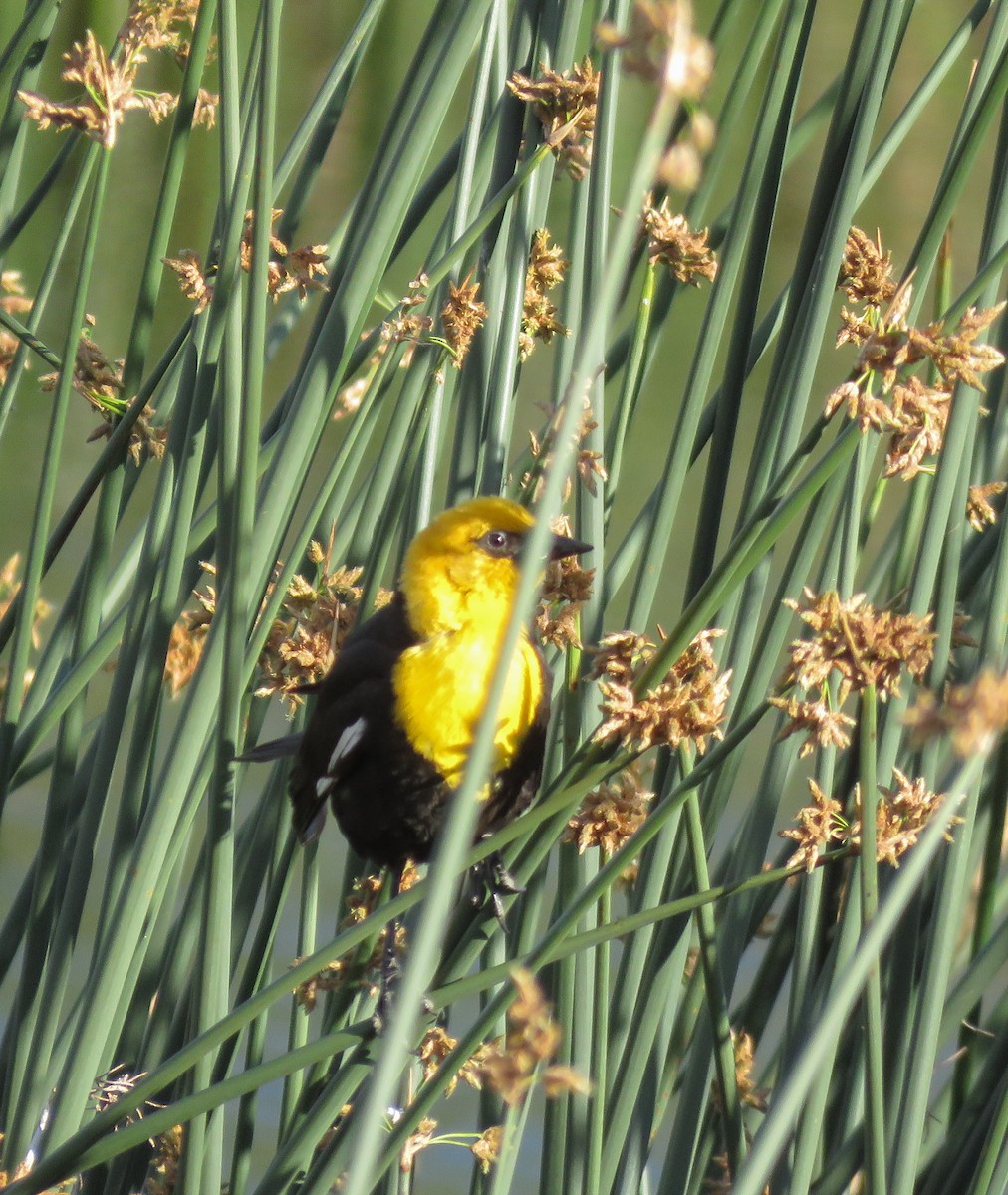 Yellow-headed Blackbird - Nancy & Bill LaFramboise