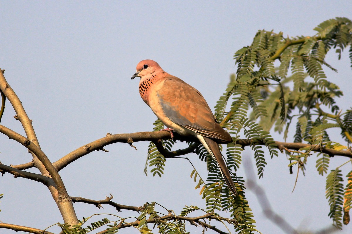 Laughing Dove - ML127676901
