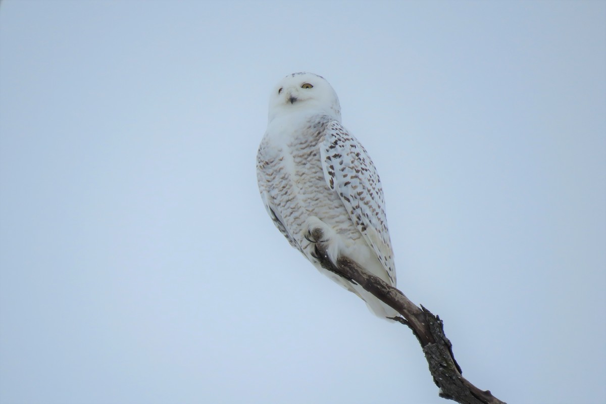 Snowy Owl - ML127677501