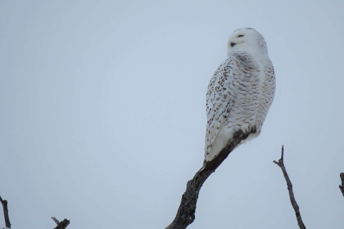 Snowy Owl - ML127677511