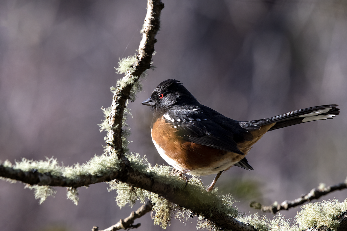 Spotted Towhee - ML127677921