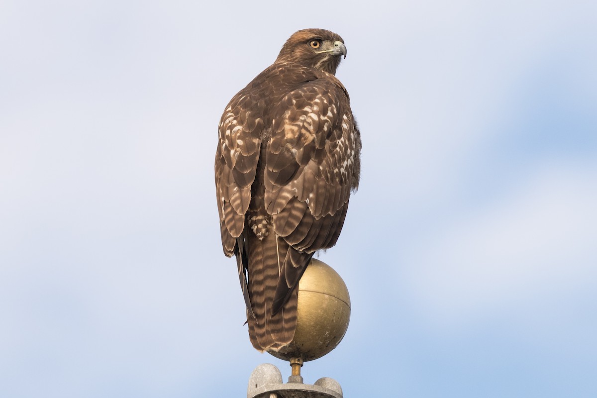 Red-tailed Hawk - ML127678121