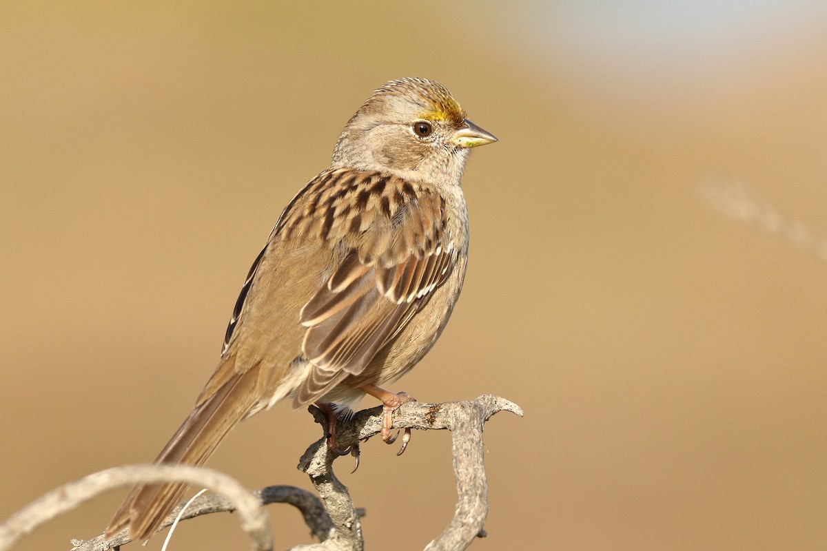 Golden-crowned Sparrow - ML127678571