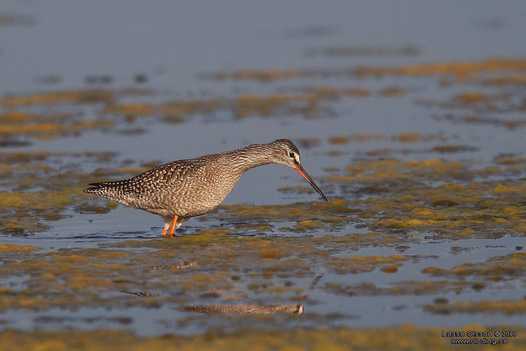 Spotted Redshank - ML127680411