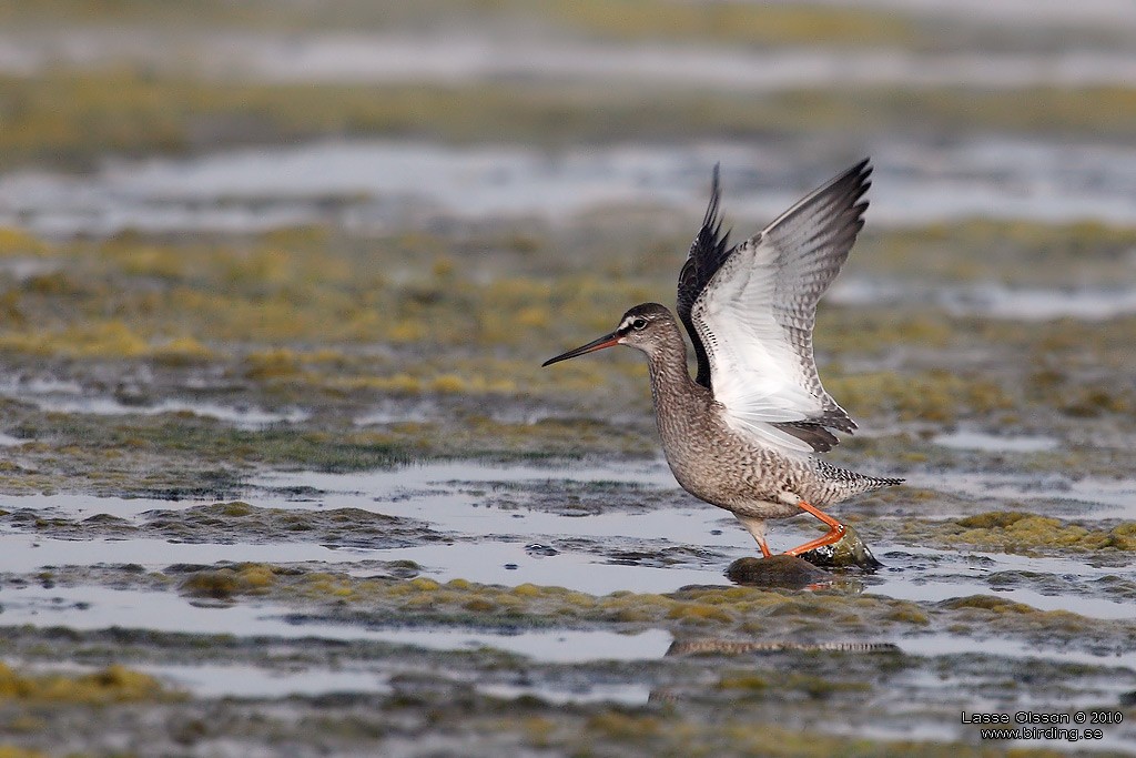 Spotted Redshank - ML127680431